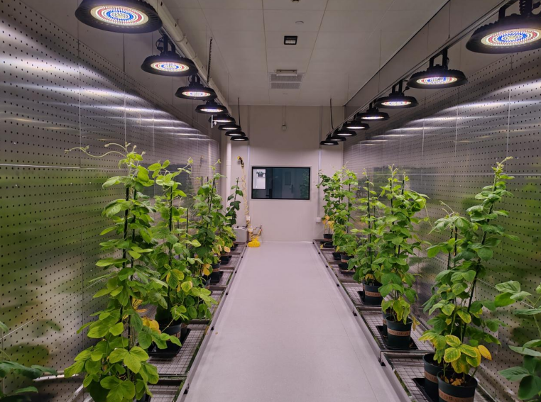 頂置光源人工氣候室：適用于高桿、低桿植物科研培養(yǎng)